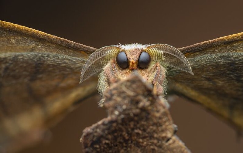 Close-Up Photographer Of The Year 2026