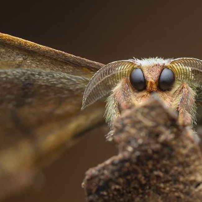Karya Jawara Kontes Foto Close-Up Bikin Melotot, Ada Indonesia
