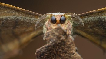 Juara 1 karya Invertebrate Portrait karya Laurent Hesemans. Ngengat (Bombycidae sp.) di Tinamaste, Kosta Rika. Foto: Close-Up Photographer Of The Year