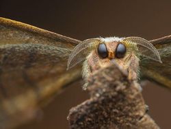 Karya Jawara Kontes Foto Close-Up Bikin Melotot, Ada Indonesia