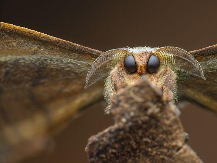 Karya Jawara Kontes Foto Close-Up Bikin Melotot, Ada Indonesia