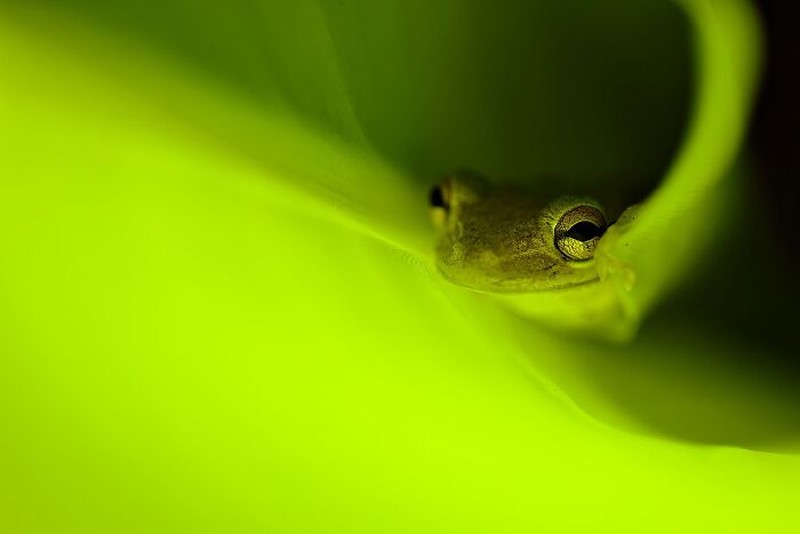 Close-Up Photographer Of The Year 2026