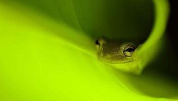 Juara 3 karya Jameson Hawkins-Kimmel. Katak pohon Kuba (Osteopilus septentrionalis) di halaman belakang rumah fotografer, Florida, AS.Foto: Close-Up Photographer Of The Year
