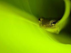 Karya Jawara Kontes Foto Close-Up Bikin Melotot, Ada Indonesia