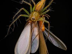 Karya Jawara Kontes Foto Close-Up Bikin Melotot, Ada Indonesia