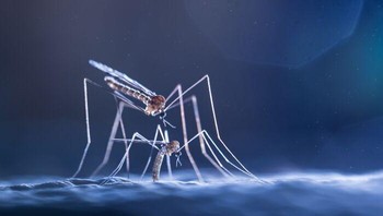 Juara 2 kategori Serangga karya Valeria Zvereva. Permainan perkawinan nyamuk (Limoniidae) di pohon tumbang di wilayah Moskow, Rusia. Foto: Close-Up Photographer Of The Year