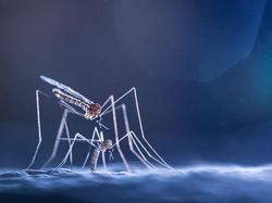 Karya Jawara Kontes Foto Close-Up Bikin Melotot, Ada Indonesia