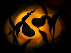 Karya Jawara Kontes Foto Close-Up Bikin Melotot, Ada Indonesia