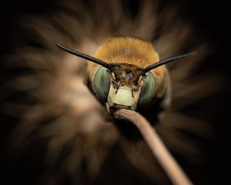 Close-Up Photographer Of The Year 2026