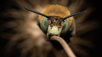Juara 3 Potret Invertebrata karya Giovanni Vicari. Seekor lebah soliter (Amegilla sp.) tidur di batang kering pada malam hari di Fiano Romano, Italia. Foto: Close-Up Photographer Of The Year.