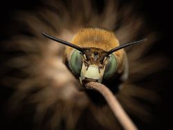 Karya Jawara Kontes Foto Close-Up Bikin Melotot, Ada Indonesia