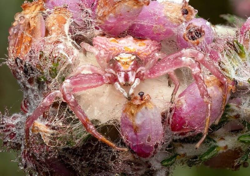 Close-Up Photographer Of The Year 2026