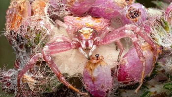 Kategori 2 Invertebrate Portrait karya Wayne Sayers. Seekor laba-laba kepiting betina (Thomisus onustus) menjaga telur-telurnya yang baru saja diletakkan di Dorset, Inggris. Foto: Close-Up Photographer Of The Year