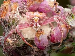 Karya Jawara Kontes Foto Close-Up Bikin Melotot, Ada Indonesia