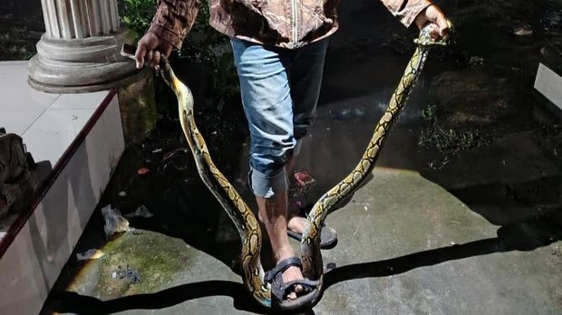 Evakuasi ular piton di Desa Tanjung, Kecamatan Juwiring, Klaten, ditangkap, Rabu (25/2/2026). Evakuasi ular piton di Desa Tanjung, Kecamatan Juwiring, Klaten, ditangkap, Rabu (25/2/2026).
