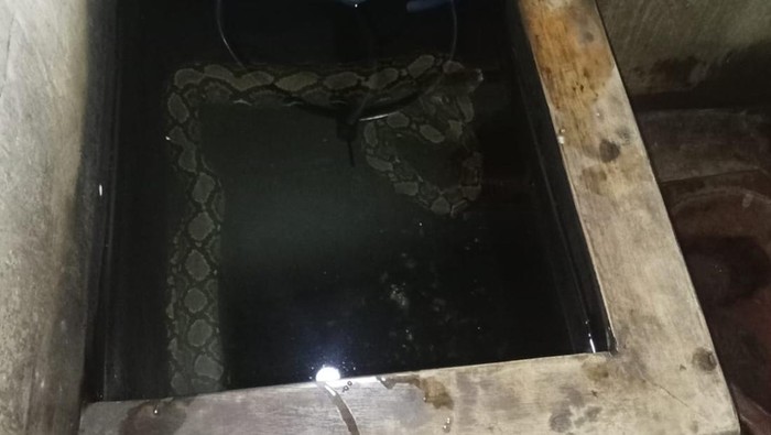 Evakuasi ular piton di Desa Tanjung, Kecamatan Juwiring, Klaten, ditangkap, Rabu (25/2/2026).