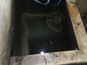 Piton 2 Meter Berendam di Bak Mandi Bikin Kaget Warga Tanjung Klaten