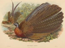 Legenda Burung Ruai untuk Teman Ngabuburit: Si Bungsu Vs 6 Kakak Iri Dengki