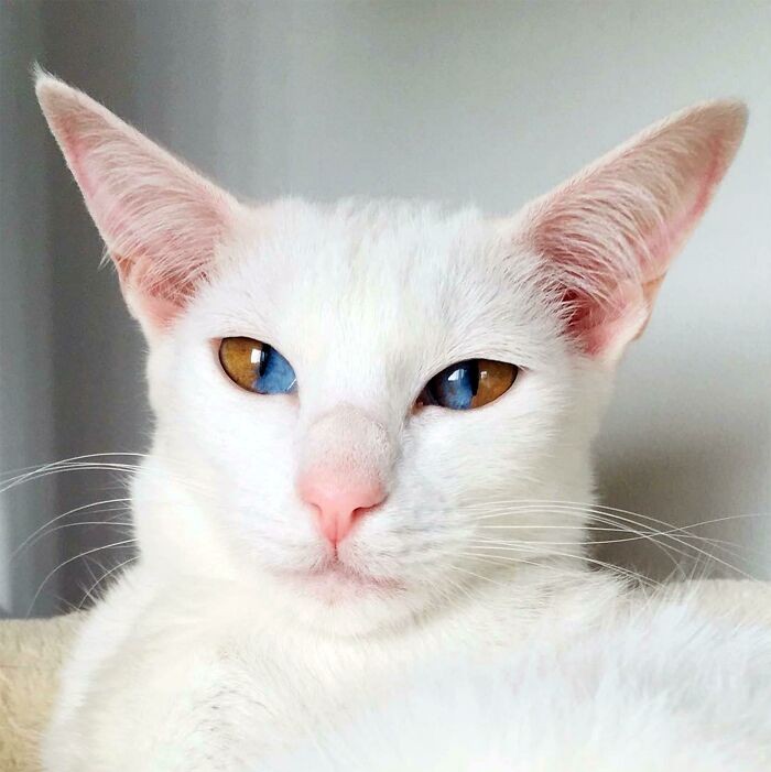 Dari mata yang memiliki dua warna sekaligus hingga jumlah jari yang tidak biasa, inilah deretan kucing dengan mutasi genetik langka yang justru terlihat luar biasa.