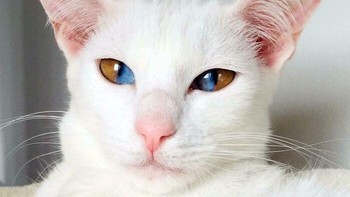 Keunikan Olive si kucing dengan Sectoral Heterochromia sangat memukau karena dalam satu bola mata yang sama terdapat dua warna berbeda yang terbagi dengan sangat jelas dan simetris. Foto: BoredPanda