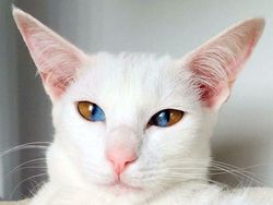 Keajaiban Genetik, 7 Kucing dengan Mutasi Langka yang Memukau