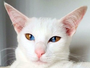 Mata Kucing Beneran Bisa Menyala dalam Gelap? Ini Faktanya