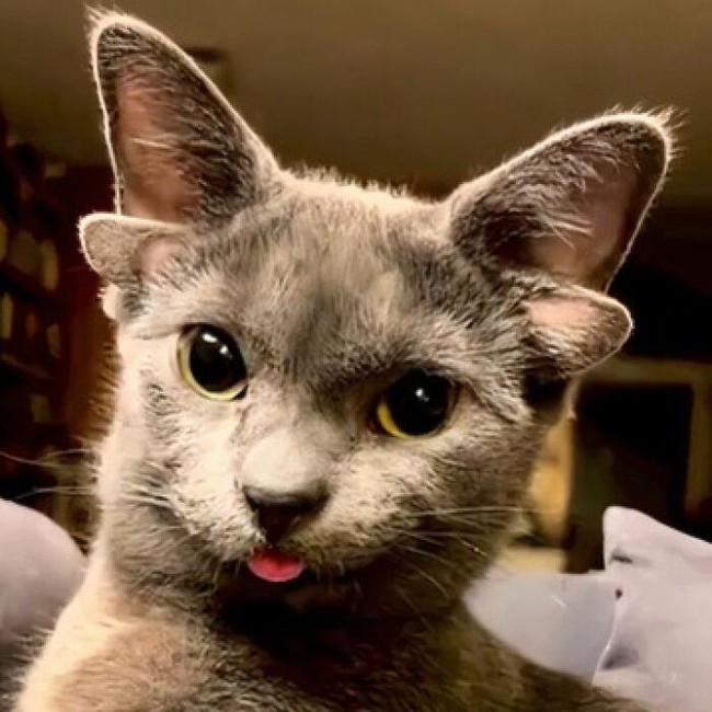 Keajaiban Genetik, 7 Kucing dengan Mutasi Langka yang Memukau