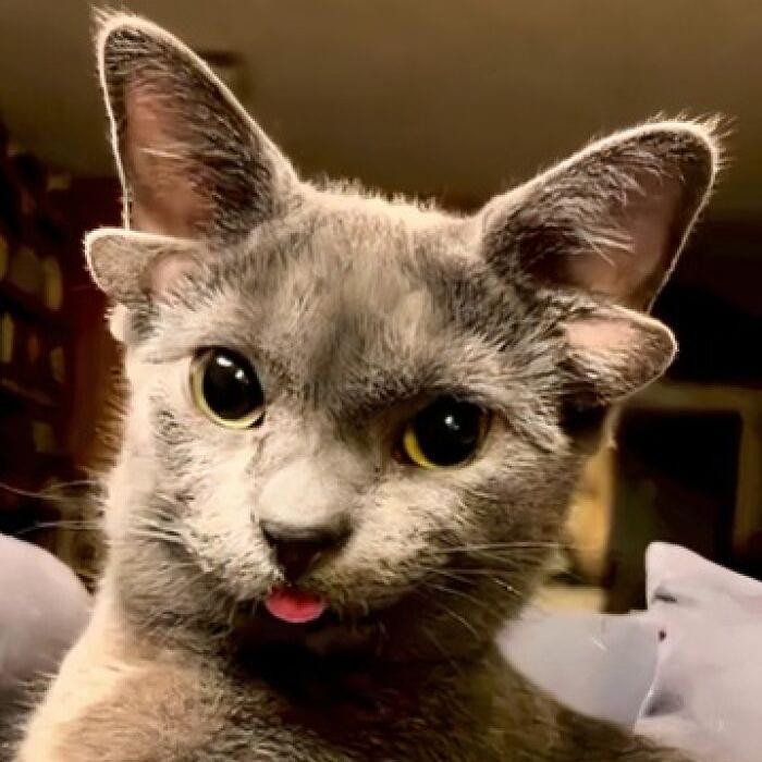 Keajaiban Genetik, 7 Kucing dengan Mutasi Langka yang Memukau