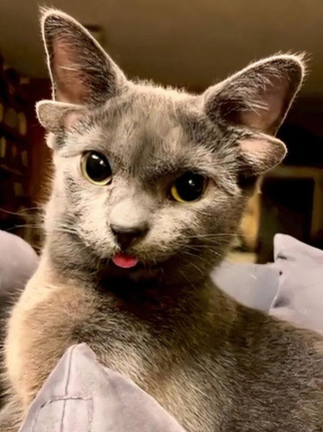 Keajaiban Genetik, 7 Kucing dengan Mutasi Langka yang Memukau