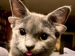 Keajaiban Genetik, 7 Kucing dengan Mutasi Langka yang Memukau