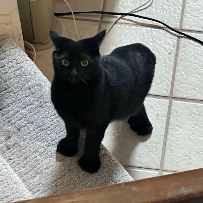 Keajaiban Genetik, 7 Kucing dengan Mutasi Langka yang Memukau