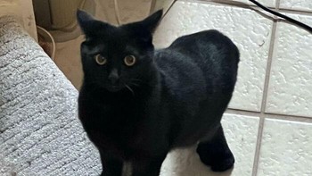 Sosok kucing Polidaktil yang dijuluki The Clompers ini menuntut perhatian lebih karena memiliki jumlah jari kaki yang lebih banyak dari kucing normal sehingga kakinya terlihat sangat besar dan kokoh. Foto: BoredPanda