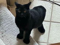 Keajaiban Genetik, 7 Kucing dengan Mutasi Langka yang Memukau