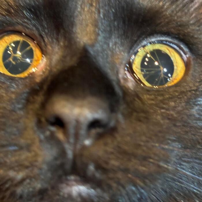 Keajaiban Genetik, 7 Kucing dengan Mutasi Langka yang Memukau