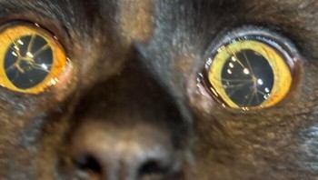 Kondisi Persistent Pupillary Membrane pada mata seekor kucing menciptakan ilusi pupil yang terpisah-pisah namun secara medis ia tetap bisa melihat dengan sangat sempurna tanpa gangguan. Foto: BoredPanda