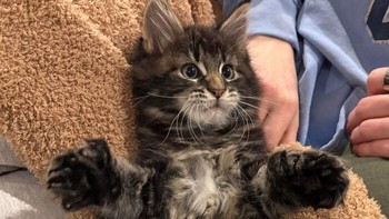 Kehadiran Chino si anak kucing Maine Coon dengan jumlah jari kaki melimpah membuat pemiliknya takjub karena mutasi polidaktil pada ras raksasa ini membuatnya seolah memiliki sarung tangan tambahan di kakinya. Foto: BoredPanda