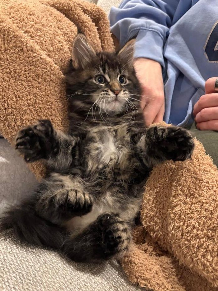 Keajaiban Genetik, 7 Kucing dengan Mutasi Langka yang Memukau