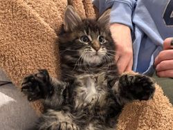 Keajaiban Genetik, 7 Kucing dengan Mutasi Langka yang Memukau