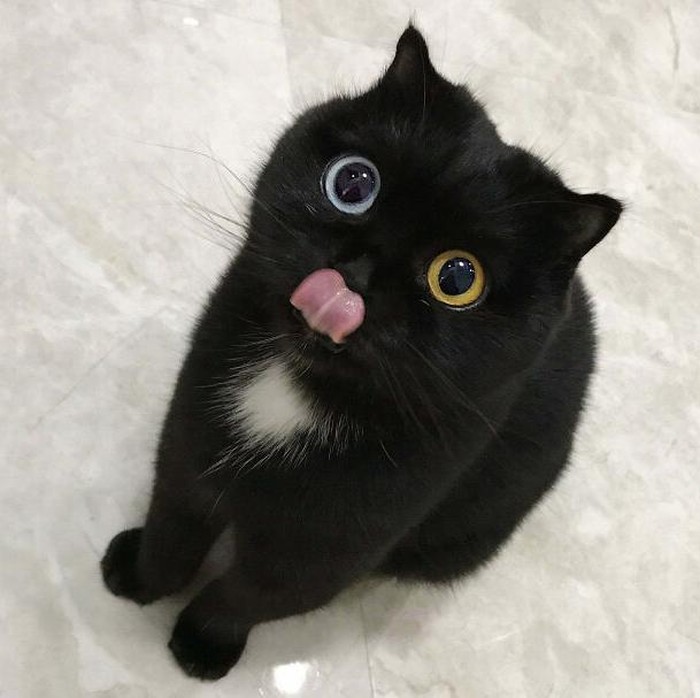 Keajaiban Genetik, 7 Kucing dengan Mutasi Langka yang Memukau