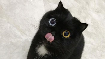 Pesona kucing dengan Heterochromia yang memiliki dua warna mata berbeda secara total seperti biru dan kuning selalu berhasil mencuri perhatian siapapun karena tatapannya yang sangat estetik dan magis. Foto: BoredPanda