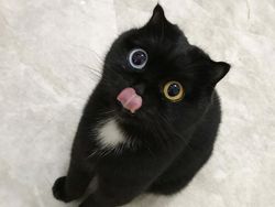 Keajaiban Genetik, 7 Kucing dengan Mutasi Langka yang Memukau