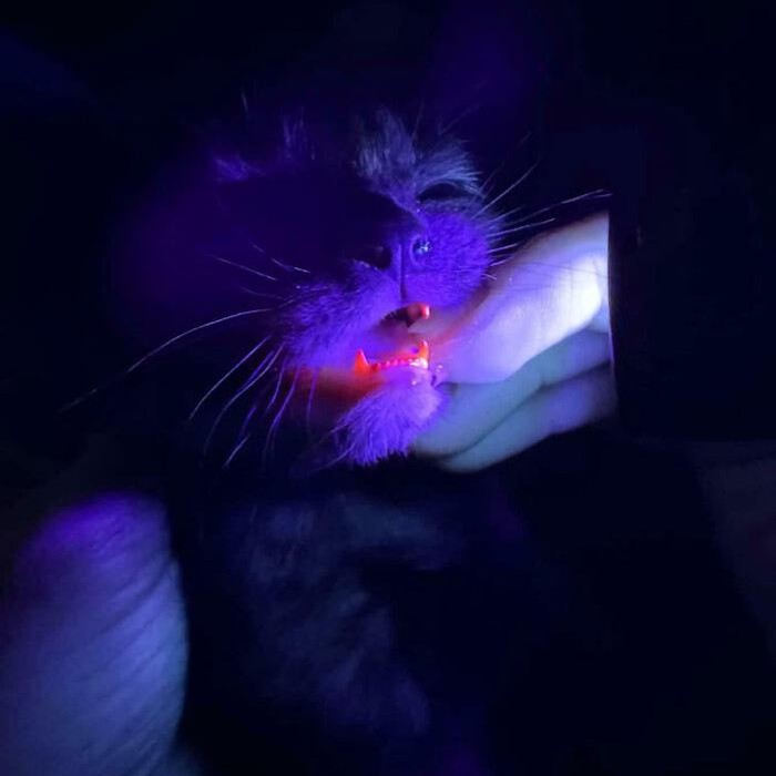 Keajaiban Genetik, 7 Kucing dengan Mutasi Langka yang Memukau