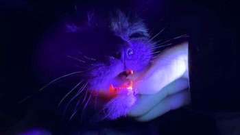 Fenomena kucing dengan kelainan genetik langka yang membuat giginya berwarna merah merupakan kondisi sangat unik karena gigi tersebut bahkan bisa menyala atau glow pink saat terkena cahaya UV.  Foto: BoredPanda