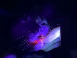 Keajaiban Genetik, 7 Kucing dengan Mutasi Langka yang Memukau