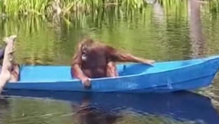 Momen Timtom Si Orang Utan Sekolah
