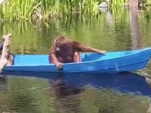 Kenalan dengan Timtom, Orang Utan yang Pulang-Pergi Sekolah Naik Perahu