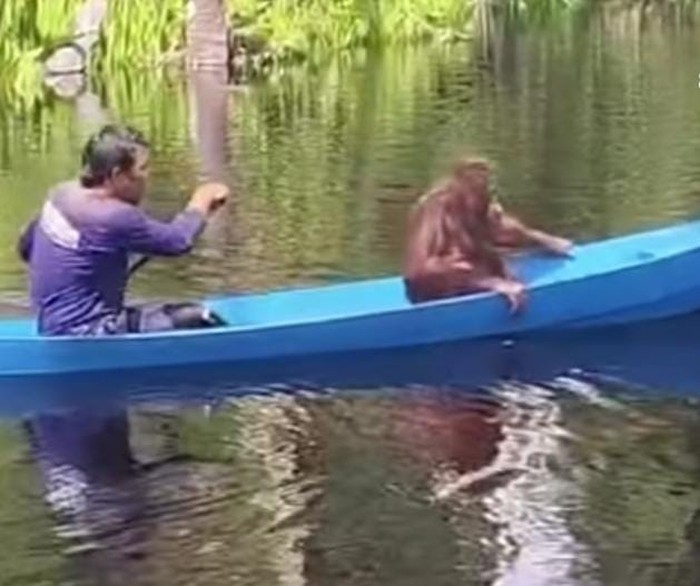 Momen Timtom Si Orang Utan Sekolah