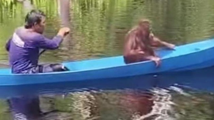 Momen Timtom Si Orang Utan Sekolah