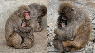 Internet Bergembira! Punch Monyet Bayi Kini Punya Teman