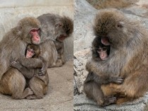 Nangis Terus Dengar Kabar Baru Monyet Punch? Ini Alasan Psikis di Baliknya